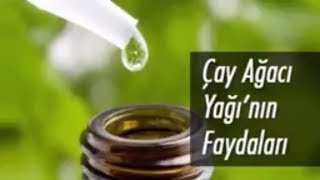 Çay Ağacı Yağının Faydaları  Çay Ağacı Nasıl Kullanılır  DOĞAL YAĞLAR [upl. by Belford]