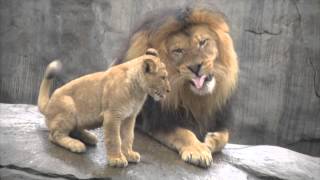 Lion cubs meet dad [upl. by Arabel]