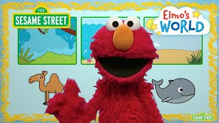 Sesame Street Elmo Explores Animal Habitats  Elmo’s World [upl. by Yelsel]