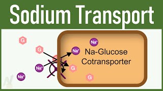 12 Sodium Transport in Tubular processing 3D [upl. by Hilbert301]