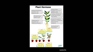 Plant hormones detailed explanation biology science plants hormones [upl. by Jeramie806]