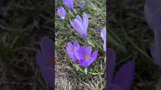 La fioritura dei CROCUS  Campo Imperatore  Abruzzo [upl. by Ialocin]