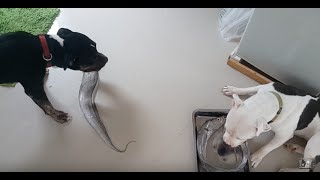 Pit Bulls eat Largehead Hairtails ASMR [upl. by Irret]