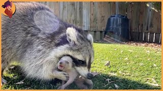 15 Hungrige Waschbären Jagen Und Töten Tiere Furchtlo [upl. by Puri]