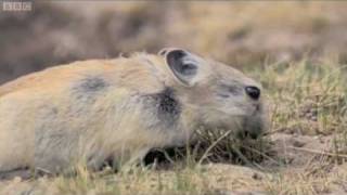 Tibetan brown bear fox and pika from BBCs Natural World [upl. by Delaney]