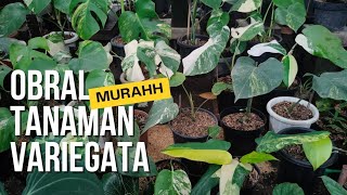 REKOMENDASI TANAMAN HIAS VARIEGATA MURAHH‼️Tanaman hias varigata artulangnursery8807 tanamanhias [upl. by Constantina]