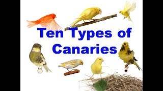 10 Types of canaries [upl. by Llehcal]