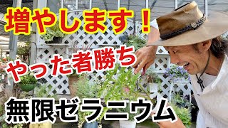 【誰でもできる】香りゼラニウムをたくさん増やす方法教えます 【カーメン君】【園芸】【ガーデニング】【初心者】【挿し木】【繁殖】 [upl. by Douty]