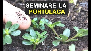 SEMINARE LA PORTULACA [upl. by Assilram]