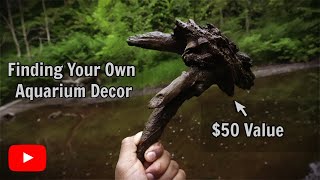 12 Rules For Collecting Aquarium Driftwood [upl. by Laktasic]