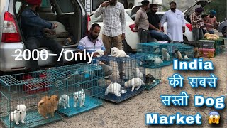 Cheapest Dog Market 2024 😀 Upcoming Dogs Price list Dog petlover reels [upl. by Ayatan]