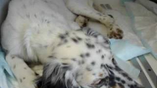 Alfie English Setter with dyspnoea due to lungworm infection [upl. by Benji]