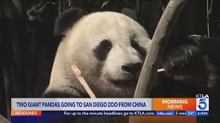 San Diego Zoo prepares for return of giant pandas [upl. by Nauqahs50]