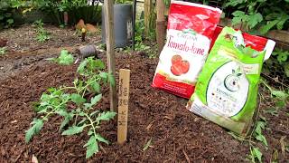 Gardening 101 Ep9 All the Steps for Planting a Tomato  Hole Depth Amendments Fertilizer amp Mick [upl. by Dorsy]