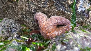 Find Sea Stars on the Beach with Seattle Aquarium Beach Naturalists [upl. by Yrram385]