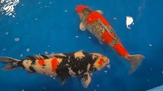 All England Koi Show 2024 Detling [upl. by Bouchier]