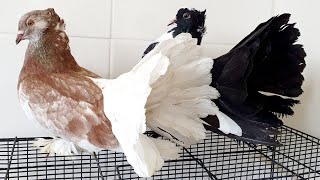 New Fantail Pigeons [upl. by Nayrb]