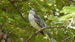 Pipirite chantant ou Tyran gris [upl. by Haliak]