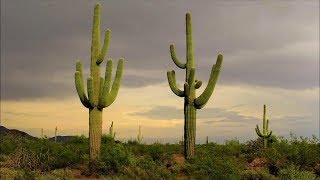 AMAZING Cacti and Succulents Worlds Most Spectacular Plants episode 11 of 14 [upl. by Mahseh]