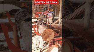 ROTTEN RED OAK MAKES NICE LUMBERamazing satisfying beautiful [upl. by Cris]