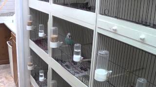 Bird Breeding Cages [upl. by Calv]