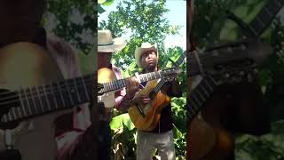 Lamberto Quintero  Requinto y Guitarras con Voces Rancheras  shorts [upl. by Fern]