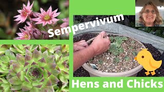 Easy How to Sempervivum Hen amp Chicks Propagation  Great for Beginners [upl. by Nosro]