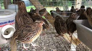 Male Coturnix Quail Calls  Sound [upl. by Rima]