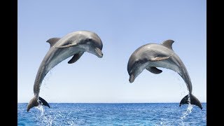 Dolphin Sounds Effects  Sounds of Dolphins [upl. by Korns]