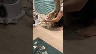 How to vacuum a cat quickly 🦁 [upl. by Acceber43]