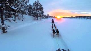 Dog sledding and aurora Northern Lights on the Finnmark plateau [upl. by Wehttam]