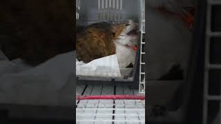 How to deal with angry cat and ferocious cat 🐱 part 15 [upl. by Enivid]