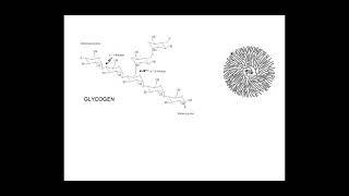 212 Biological Molecules The structure and properties of starch glycogen and cellulose molecules [upl. by Shulock]