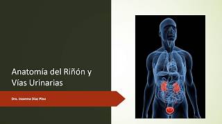 Anatomía del Riñón y Vías Urinarias [upl. by Giordano214]