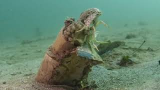 What and How Do Octopus Eat Octopus Eating Crab and Mantis Shrimp [upl. by Leah825]