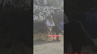 Angry German shepherd to his owner germansheparddog puppy animallovers trending newshorts dog [upl. by Atcele]