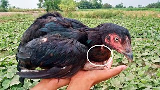 How to Diagnose and Treat Chicken Crop Impaction  Dr ARSHAD [upl. by Wenn]