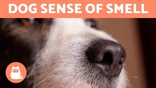 5 FUN FACTS About a DOGS Sense of SMELL 🐶👃🏻 [upl. by Etteb]