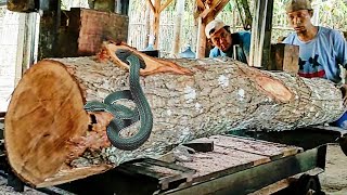 amazing discovery of old mahogany log full of dense fibers at sawmill [upl. by Nimajaneb]