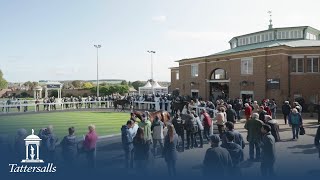 Tattersalls October Yearling Sale 2023 Review [upl. by Milburr]