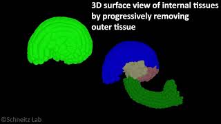 3D digtital ovule Ath good [upl. by Araid]