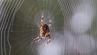 Spider Spinning Its Web  Time Lapse [upl. by Arreis]