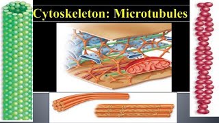 Cytoskeleton  Microtubules  Cytoskeleton structure and functions [upl. by Raual]