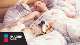 ¿Es malo que tu perro duerma en tu cama [upl. by Floridia]