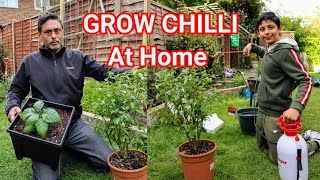 Are You Planting Chilli Plant  How To Grow Chilli At Home [upl. by Nosecyrb9]