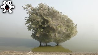 Why Youd Run Away From This Tree [upl. by Rothberg]