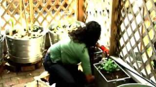 Drip Irrigation for Container Gardening [upl. by Phyllis]