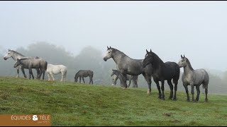 Le cheval Percheron [upl. by Anema415]