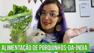 O que porquinhos da índia podem comer [upl. by Hobie]