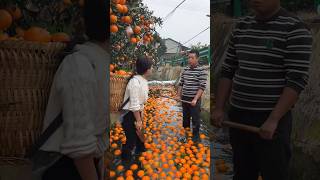 Farm Fresh Ninja Fruit Cutting  Oddly satisfyingfruit [upl. by Ariaic]